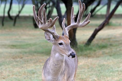 CWD confirmed at Limestone County deer breeding facility – North Texas ...