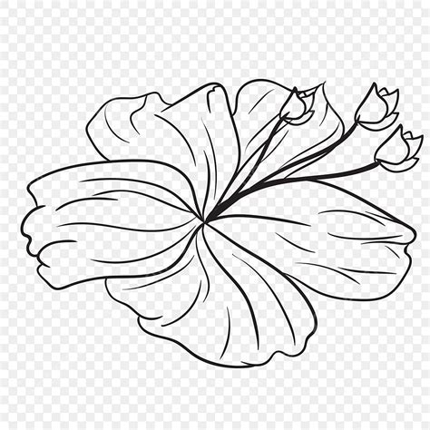 Tropical Flower Line Art, Flower Drawing, Tropical Drawing, Tropical Flower Drawing PNG and ...