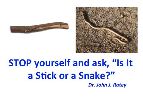 Stress - "Is It a Stick or a Snake?" - BreakingTheCycles.com