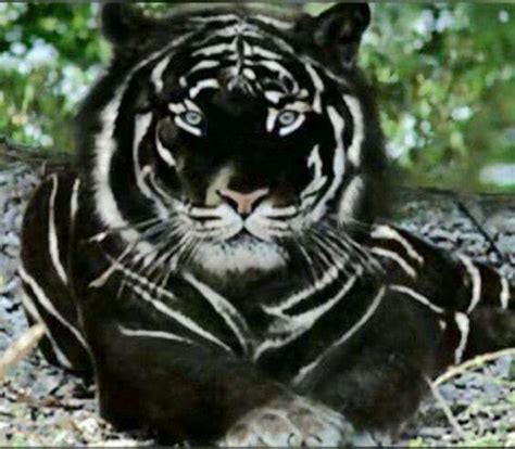 Black Tiger - The Most Majestic Cat in the World - Catman