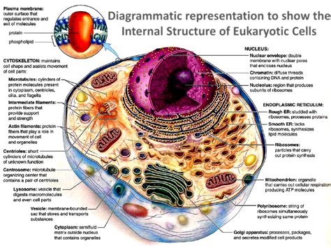 UNIT ONE: Cell and Cell Division - AICE Biology Cambridge Portfolio