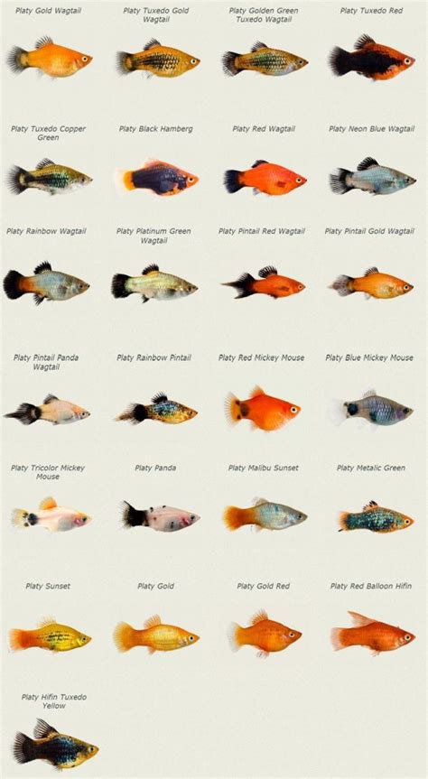 Platy Fish Types