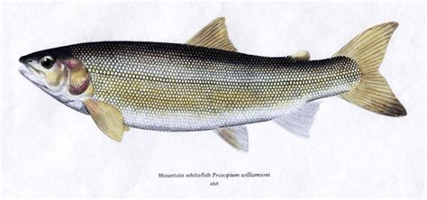 Mountain whitefish - Alchetron, The Free Social Encyclopedia