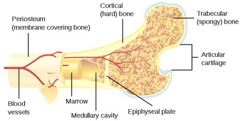 Difference Between Trabecular and Cortical Bone | Compare the Difference Between Similar Terms