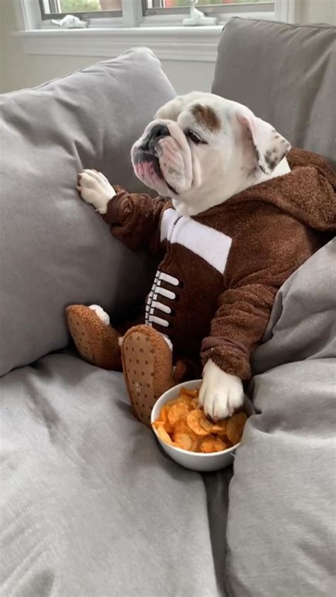 eggnogthebulldog on Instagram: Imma #kickoff these snacks like an #mvp...🙌🏻😋🥨🏈🍿😂 Happy # ...