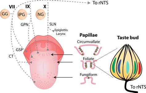 Human tongue, taste papillae, and their afferent nerve fibers. Dorsal ...