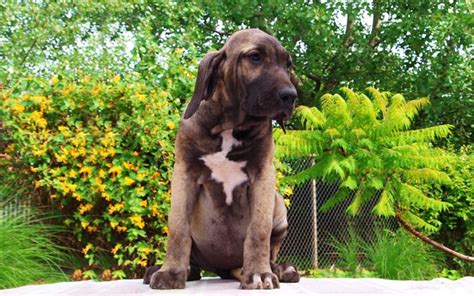 Fila Brasileiro Puppies Breed information & Puppies for Sale