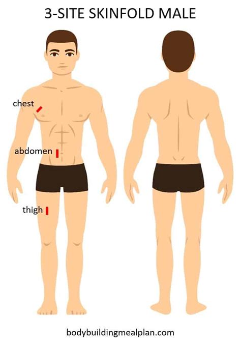 Body Fat Percentage Calculator: Caliper, Circumference, Or Visual (2023)