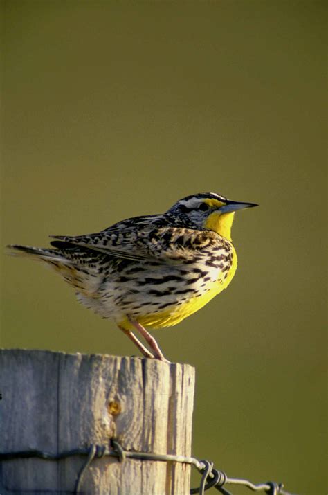 Nebraska State Bird – Western Meadowlark – 50States.com – 50states