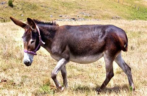 Mule - Description, Habitat, Image, Diet, and Interesting Facts