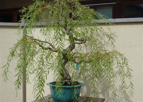 Care guide for the Weeping willow Bonsai tree (Salix) - Bonsai Empire