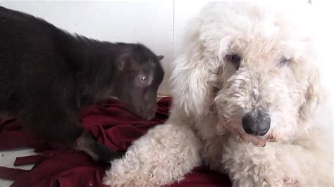 Patient dog entertains baby goat