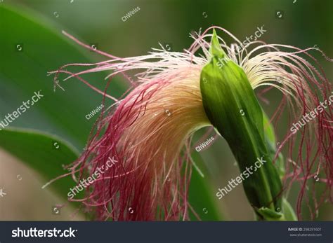 Female Flower Maize Plant Stock Photo 298291601 | Shutterstock