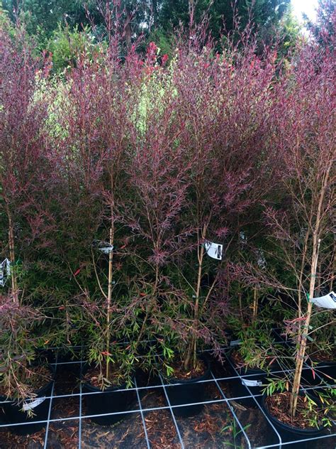 Leptospermum 'Burgundy' — Rockbank Nursery