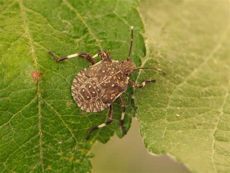 Brown Marmorated Stink Bug | WSU Tree Fruit | Washington State University