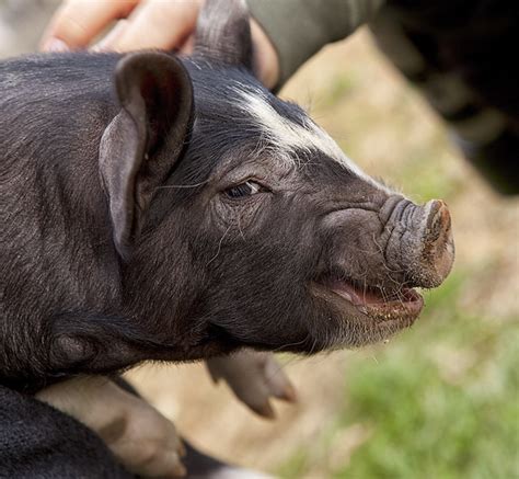 squealing pig | Flickr - Photo Sharing!