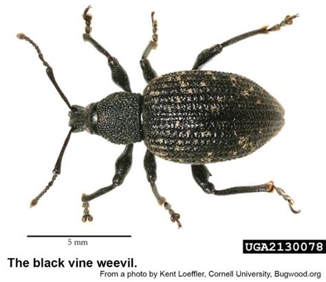 Black Vine Weevil | NC State Extension Publications