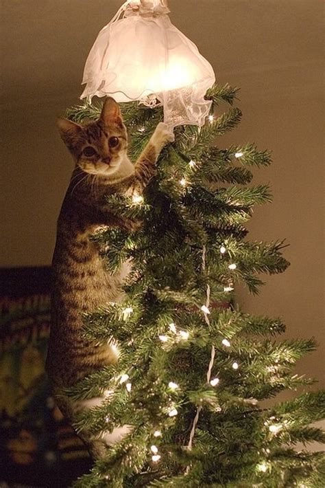 Wreck the Halls: 12 Pictures of Cats Destroying Christmas Trees | Cuteness