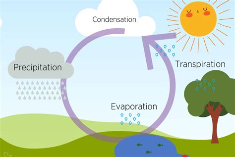 The Water Cycle Evaporation Transpiration Condensatio - vrogue.co