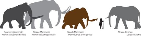 About the Woolly Mammoth | Revive & Restore