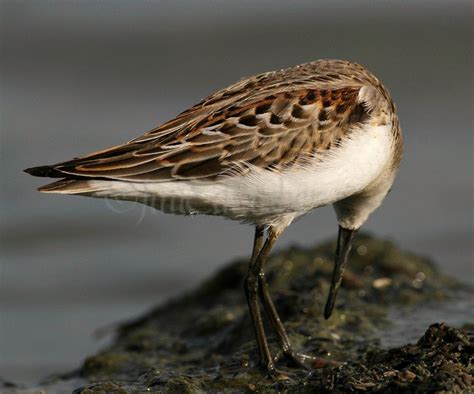 Western Sandpiper - Window to Wildlife - Photography by Jim Edlhuber