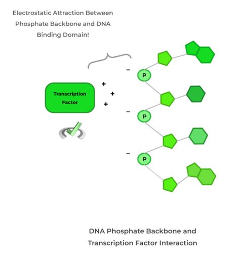 Phosphorus Containing Compounds on the MCAT – MedLife Mastery