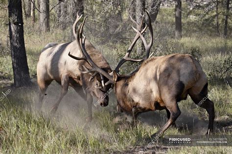 Free photo: Bull Elk Fight - Animal, Battle, Bull - Free Download - Jooinn