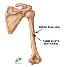 Anatomy Unit 8 - The Arm Flashcards | Quizlet