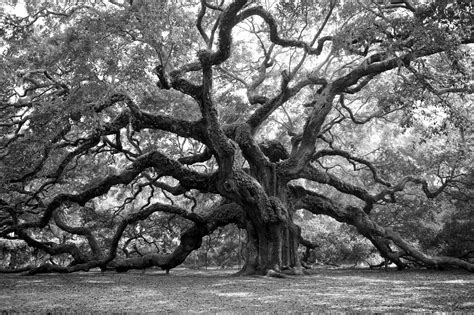 Angel Oak Tree | This is an image of the Angel Oak tree loca… | Flickr