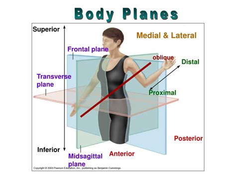 PPT - The Human Body: PowerPoint Presentation, free download - ID:640744