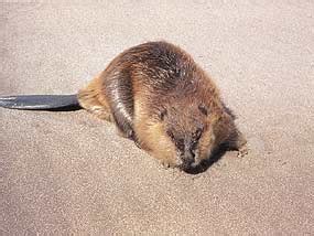 Mammals - Great Sand Dunes National Park & Preserve (U.S. National Park ...