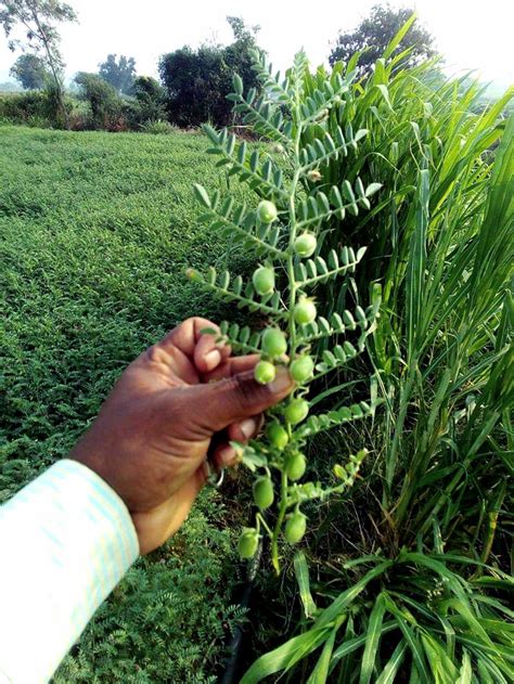 Growing Chickpeas | How to grow Chickpeas | Garbanzo beans - Naturebring