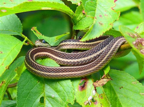 Eastern Ribbon Snake (Thamnophis sauritus sauritus) | Flickr