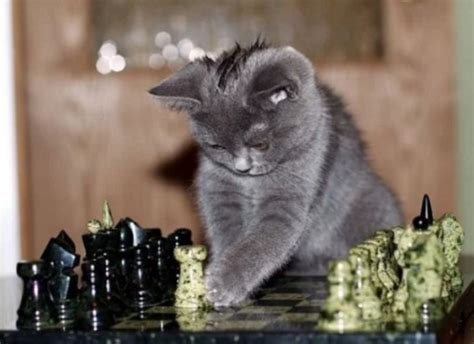 Top 10 Images of Cats Playing Chess