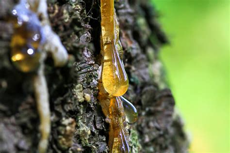 Is Pine Tree Sap Edible? Need to Know the Eating Method Properly - Dreams wire