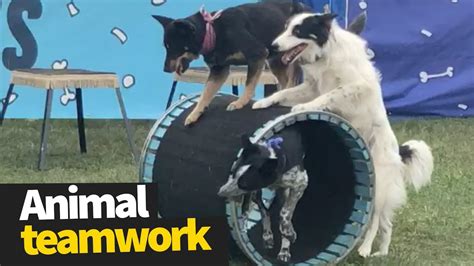 Animal Teamwork Compilation 2019 - Animals Working Together - YouTube