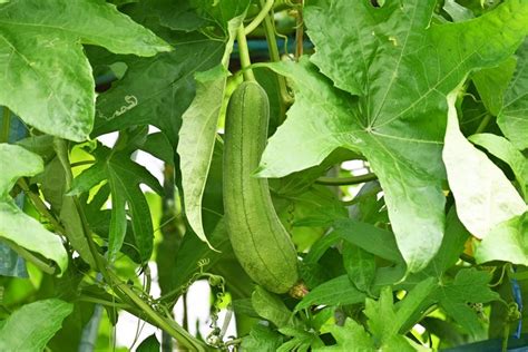 How to Plant and Grow Loofah Plants