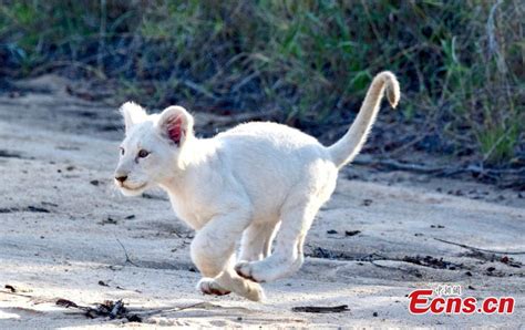 White lion cub spotted in Kruger National Park