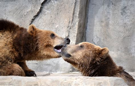 Documenting the Kodiak bear cubs | iMAGiNETHAT!