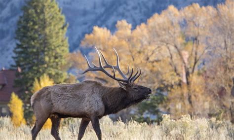 Bull elk unpredictable, dangerous during mating season | Explore Big Sky