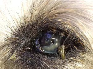 Green gunk in your dog’s eye – let’s talk about “Dry Eye,” or KCS – VetChick.com