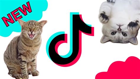 El Gato Cat Meme Cutouts Tik Tok