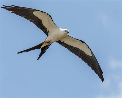 New Hampshire Audubon’s Rare Bird Alert for Monday, August 3rd, 2020 » NH Audubon