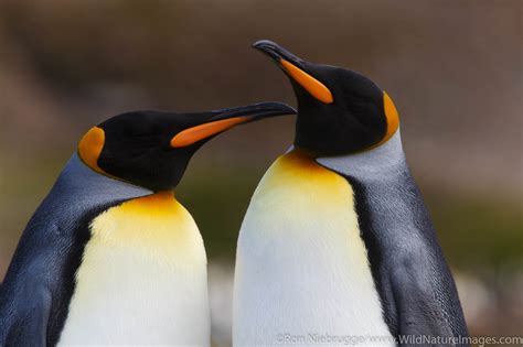 King Penguins | Antarctica | Photos by Ron Niebrugge