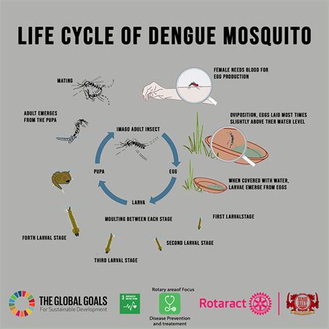 Dengue Mosquito Life Cycle