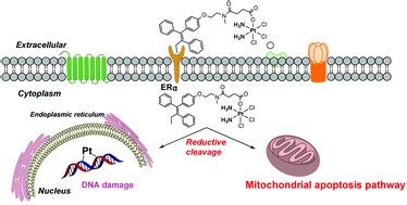 Dissipation Instandhaltung Definition tamoxifen mechanism of action in ...