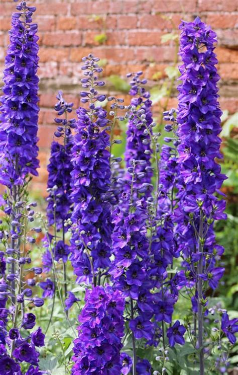 The Best Flowering Perennials For Large Gardens – SC Garden Guru