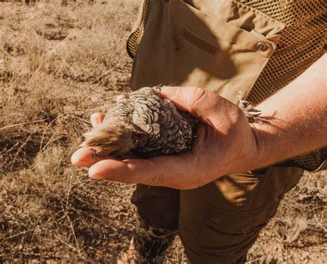 Selecting Shot Size and Chokes for Better Scaled Quail Hunting