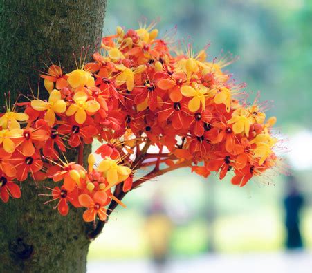 Saraca indica - Ashok Tree - Seeds