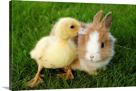 Bunny and duckling playing together Wall Art, Canvas Prints, Framed Prints, Wall Peels | Great ...